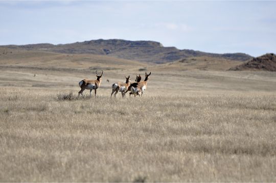 Flat topography and quarry such as pronghorn make it tough to estimate range. Most modern cartridges make errors less significant with pronghorn.